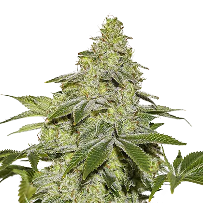 Sherbet Auto Feminised Cannabis Seeds | Seed Stockers