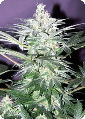 Shit Regular Cannabis Seeds | Mr Nice Seeds
