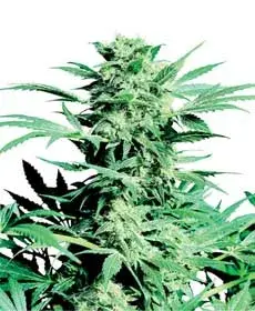 Shiva Skunk Regular Cannabis Seeds | Sensi Seeds