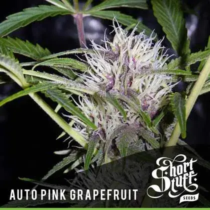 Auto Pink Grapefruit Feminised Cannabis Seeds | Shortstuff Seeds