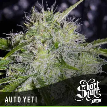 Auto Yeti Feminised Cannabis Seeds | Shortstuff Seeds