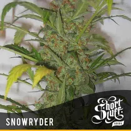 Snowryder Feminised Cannabis Seeds | Shortstuff Seeds