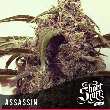 Auto Assassin Feminised Cannabis Seeds | Shortstuff Seeds