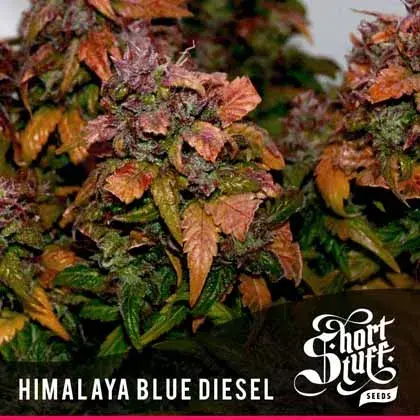 Himalayan Blue Diesel Regular Cannabis Seeds | Shortstuff Seeds