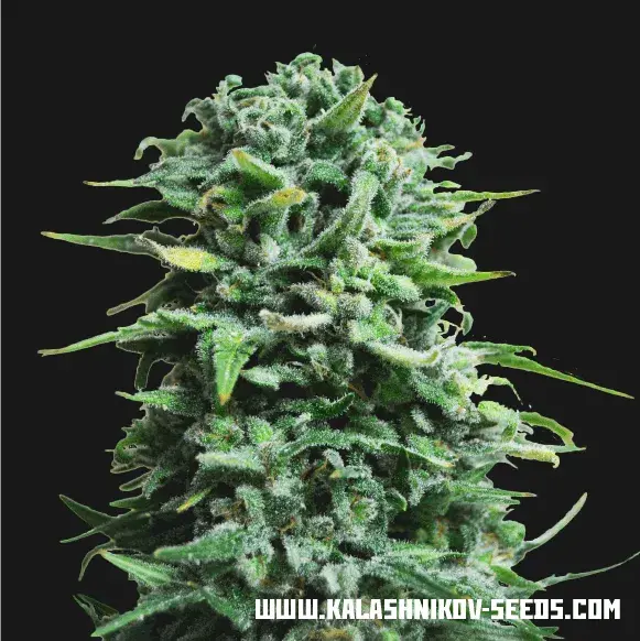 Siberian Haze Auto Feminised Cannabis Seeds | Kalashnikov Seeds