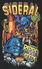  Sideral Feminised Cannabis Seeds | Ripper Seeds