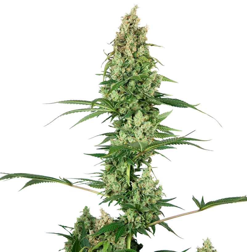 Silver Fire Feminised Cannabis Seeds - Sensi Seeds