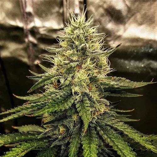 Silver Napalm Feminised Cannabis Seeds | Top Shelf Elite