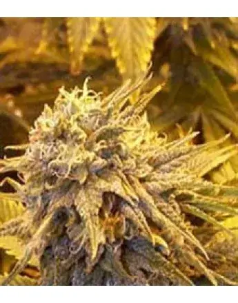 Silver Shadow Haze Feminised Cannabis Seeds | Sagarmartha Seeds