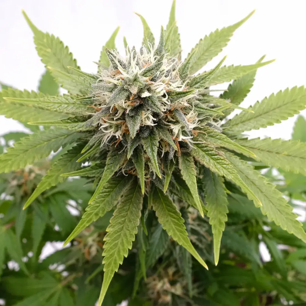 Silver Widow Feminised Cannabis Seeds | Kannabia