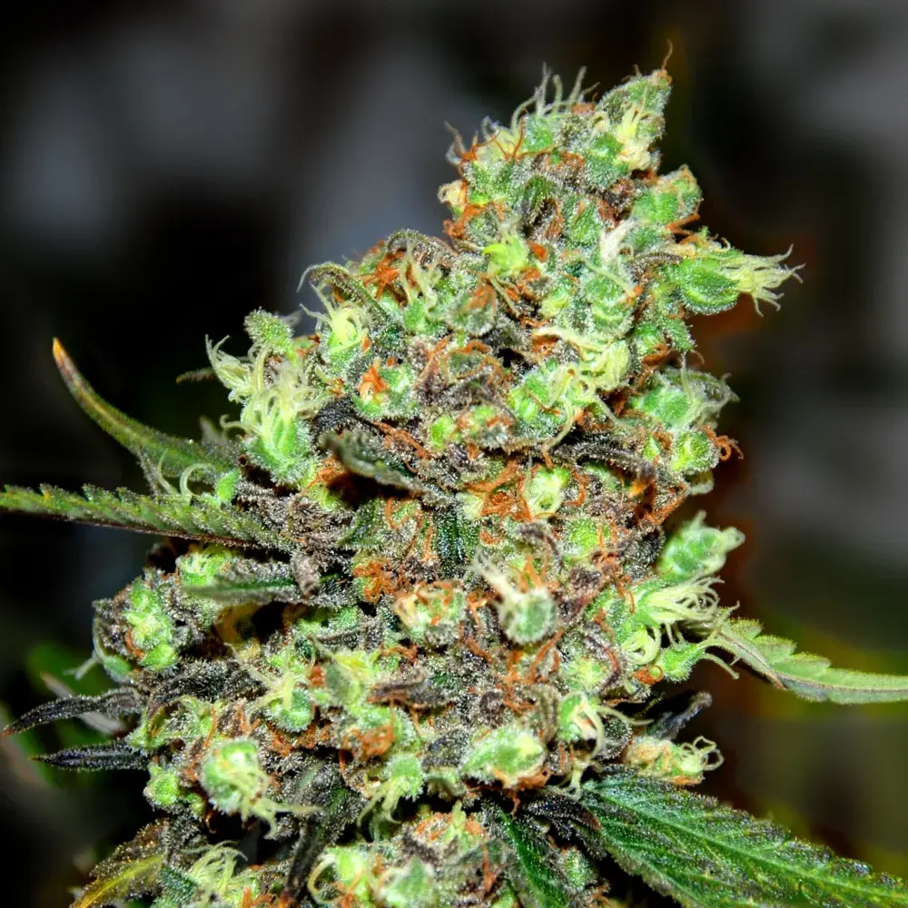 Skunk #1 Feminised Cannabis Seeds