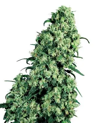 Skunk #1 Feminised Cannabis Seeds | Sensi Seeds