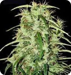 Skunk Haze Regular Cannabis Seeds | Mr Nice Seeds
