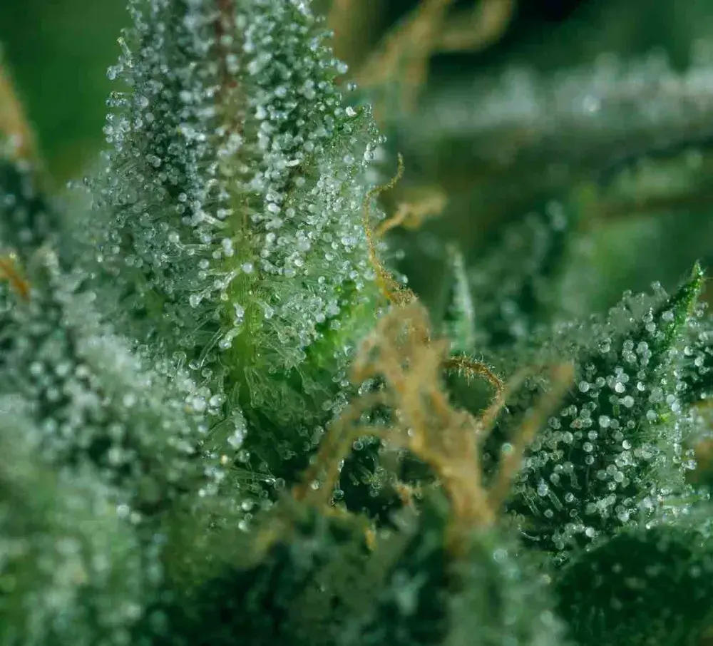 SKUNK No1 x SCBDX Feminised Cannnabis Seeds
