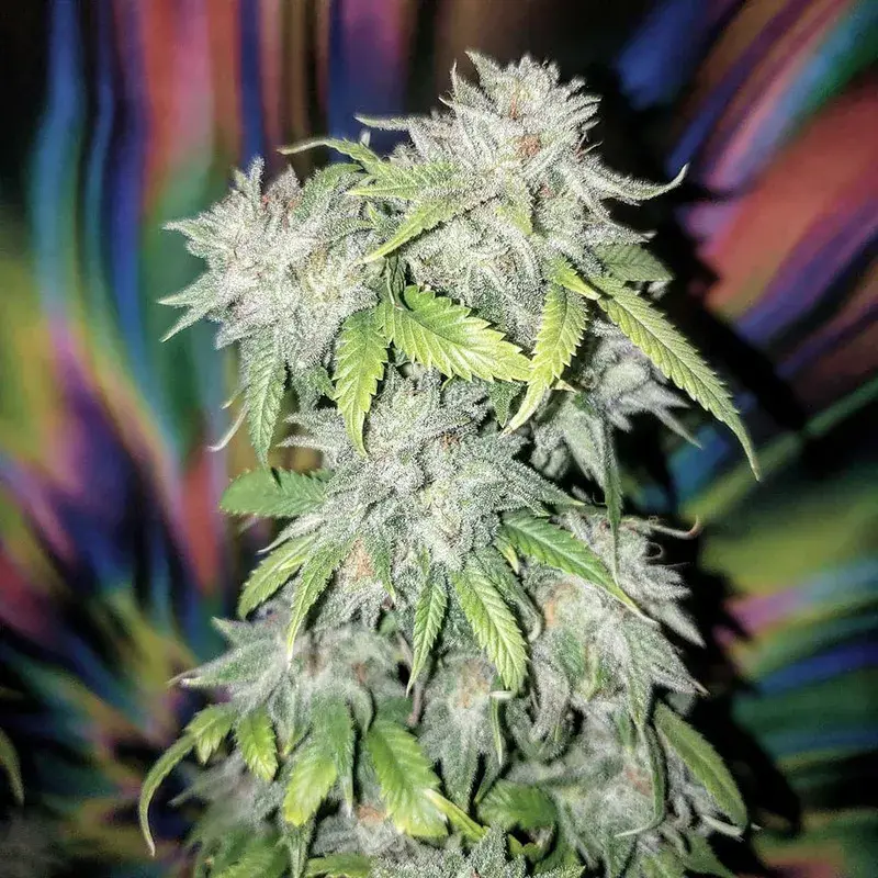 Skush Feminised Cannabis Seeds | Top Shelf Elite