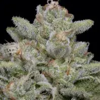 Skywalka Cookies Feminised Cannabis Seeds | Big Head Seeds