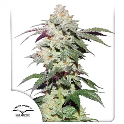Skywalker Haze Feminised Cannabis Seeds | Dutch Passion 