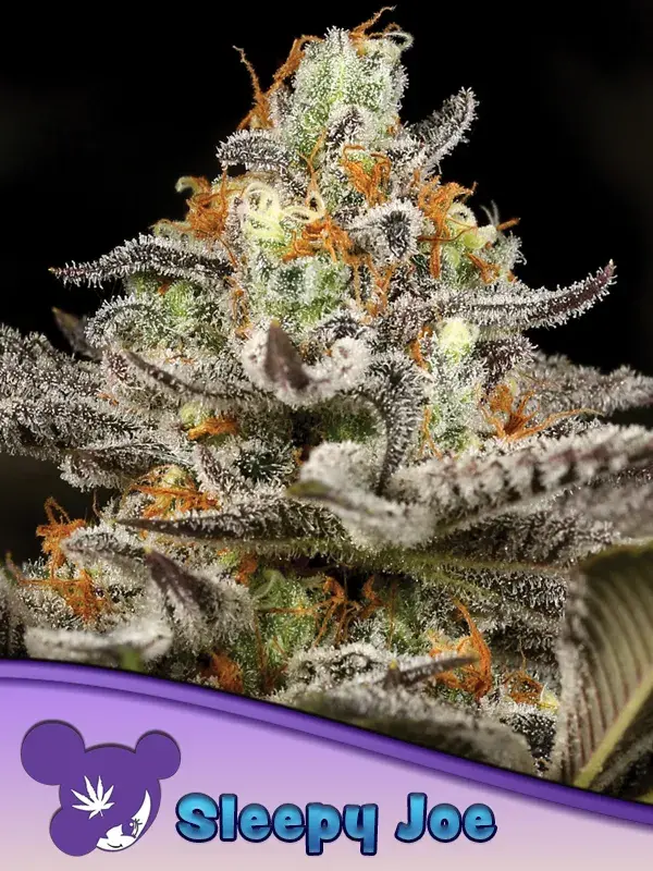 Sleepy Joe Feminised Cannabis Seeds - Anesia Seeds