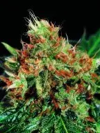 Slyder Regular Cannabis Seeds | Sagarmartha Seeds