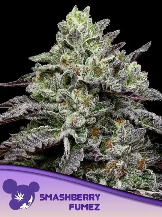 Smashberry Fumez Feminised Cannabis Seeds - Anesia Seeds