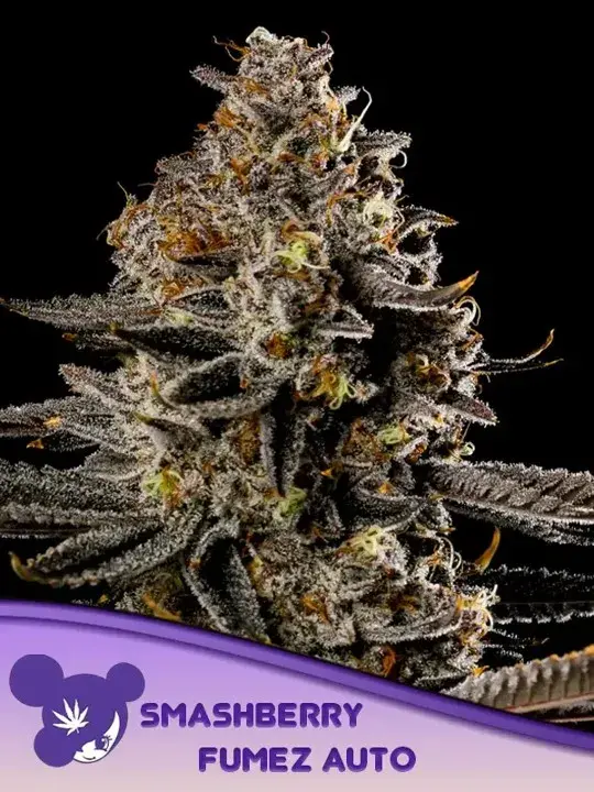 Smashberry Fumez Auto Feminised Cannabis Seeds - Anesia Seeds