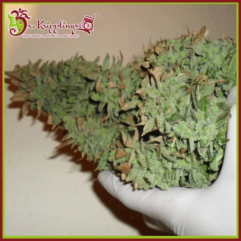 Smokin' Gun Auto Feminised Cannabis Seeds | Dr Krippling 
