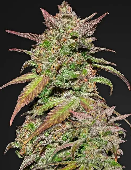 Smoothie Auto Feminised Cannabis Seeds | Fast Buds