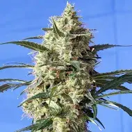Snow White Feminised Cannabis Seeds | Spliff Seeds 