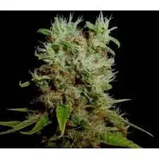 Soma Seeds Soma Salad Regular Cannabis Seeds | Soma Seeds