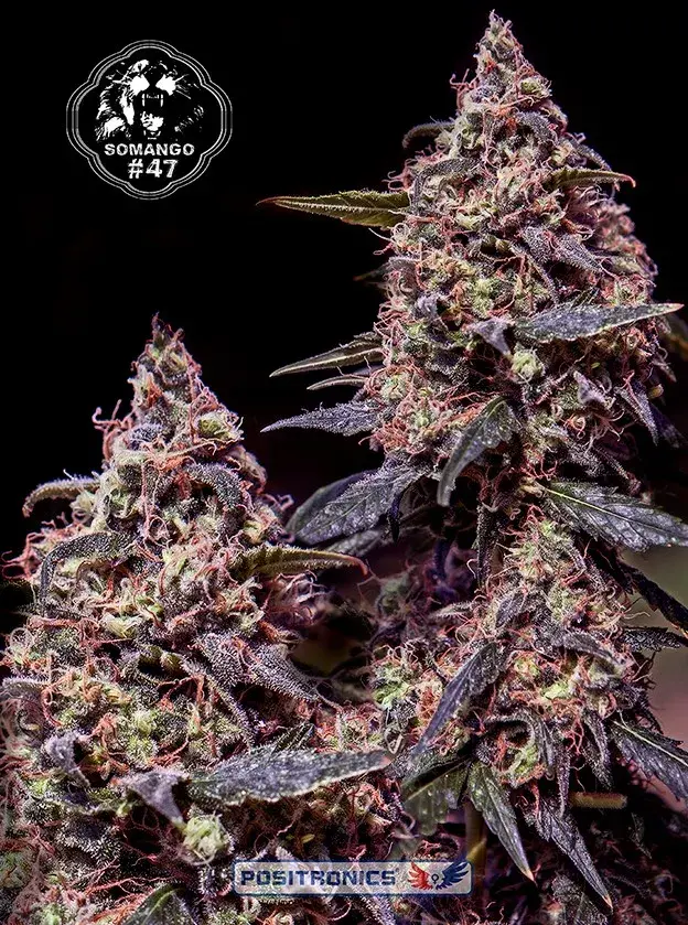 Somango 47 Feminised Cannabis Seeds | Positronics