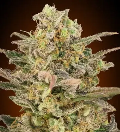Somango Glue Feminised Cannabis Seeds | Advanced Seeds 