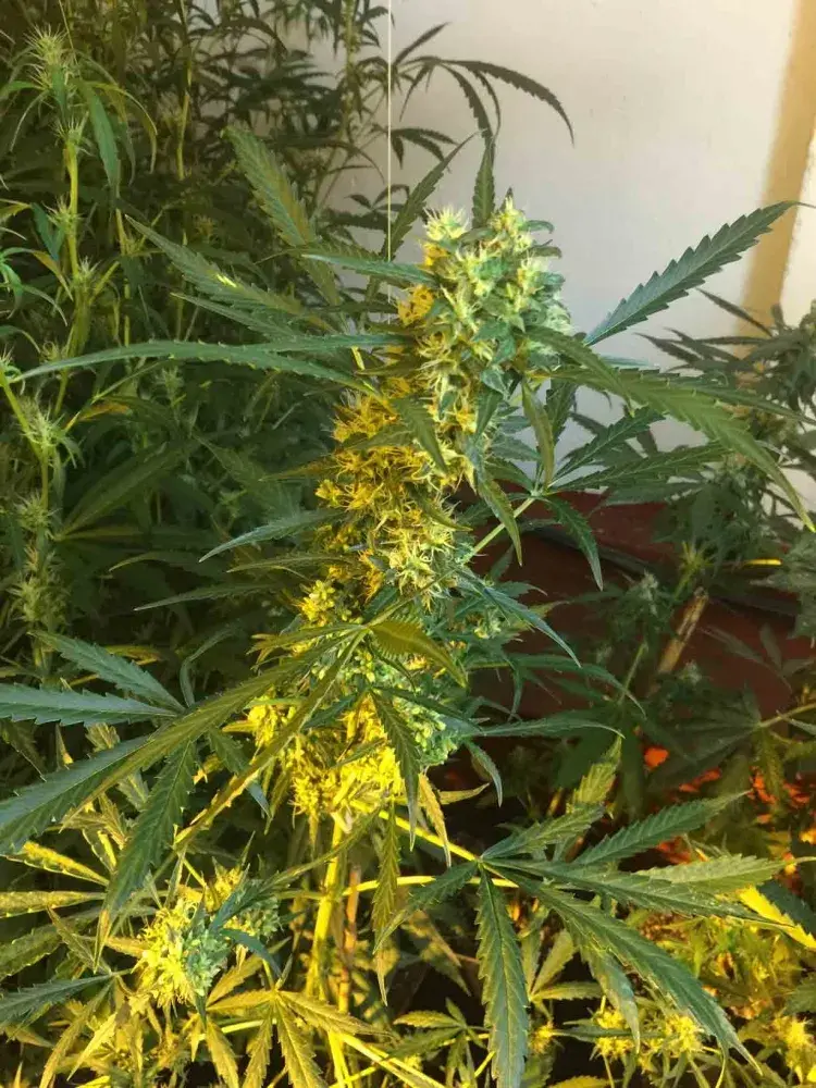 SOMANGO x SCBDX Feminised Cannnabis Seeds