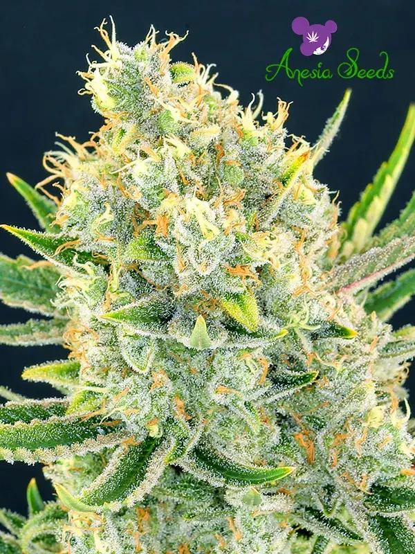 Sour Apple Feminised Cannabis Seeds - Anesia Seeds