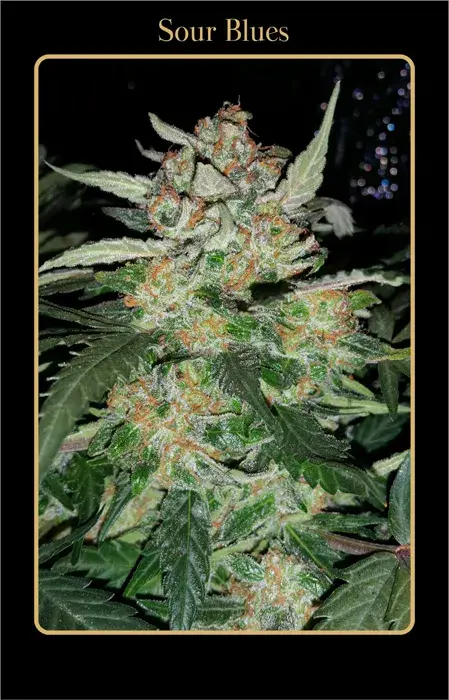 Sour Blues Auto Feminised Cannabis Seeds