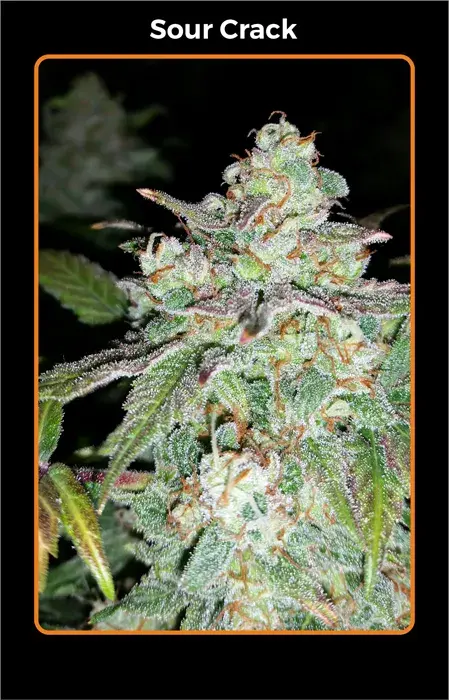 Sour Crack Auto Feminised Cannabis Seeds
