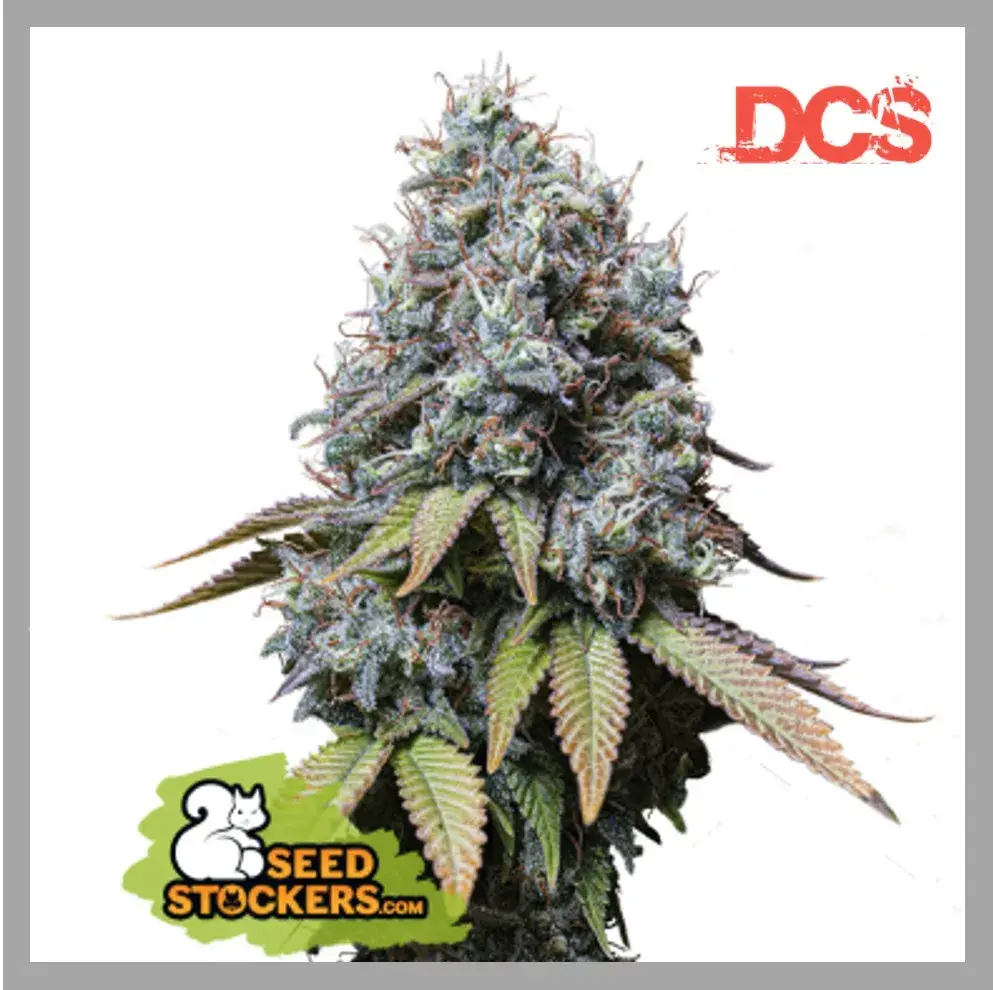 Sour Diesel Feminised Seeds | Seed Stockers