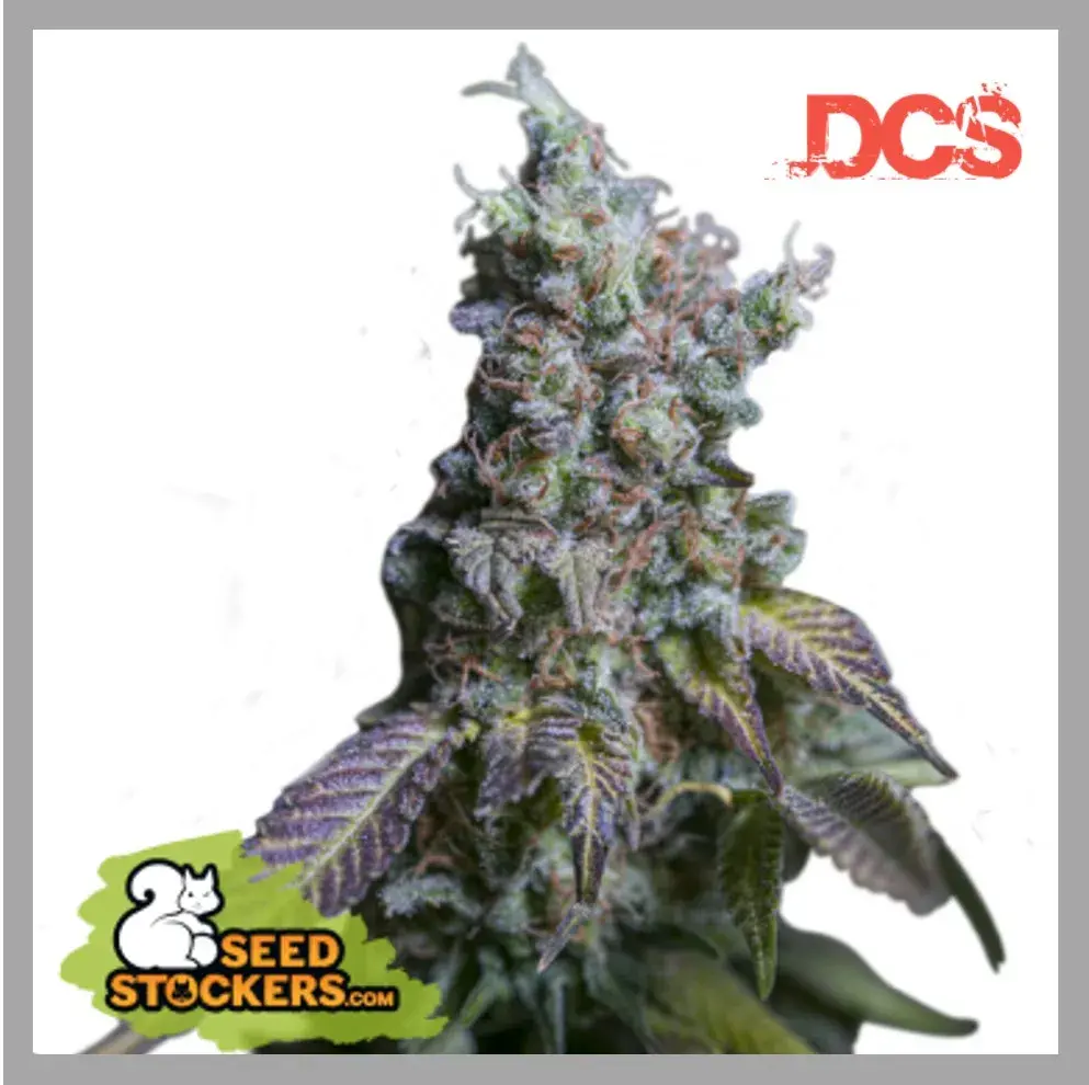 Sour Diesel Auto Feminised Seeds | Seed Stockers