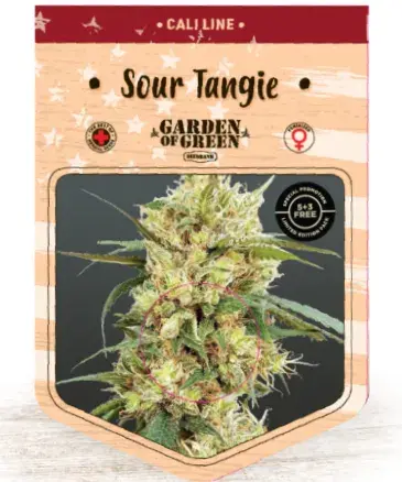 Sour Tangie Feminised Cannabis Seeds | Garden of Green
