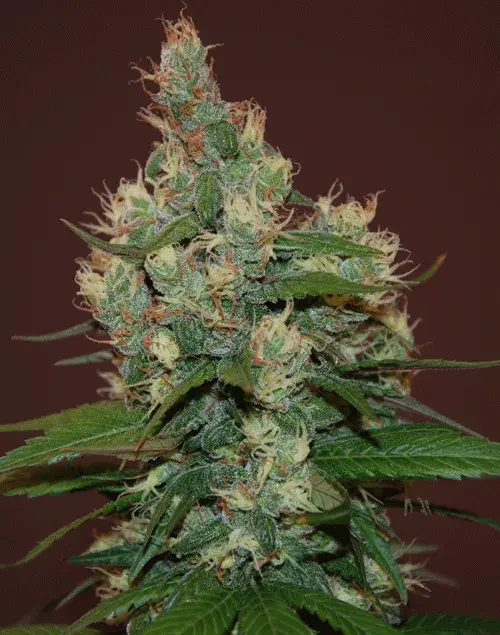 Sour Turbo Diesel Cannabis | Cream Of The Crop