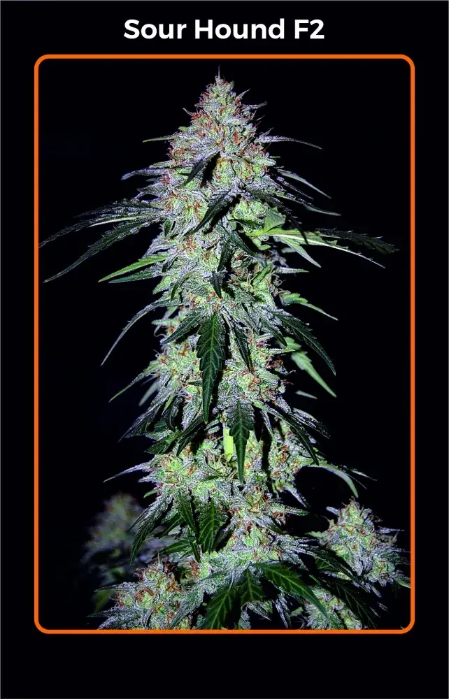 Sour Hound F2 Auto Feminised Cannabis Seeds