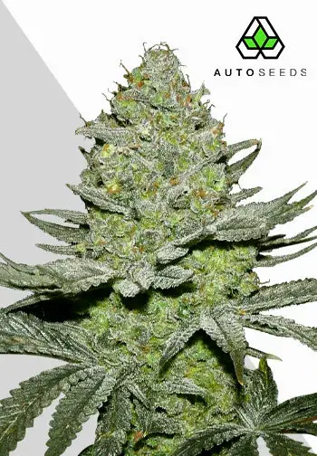 Sour Diesel Auto Cannabis Seeds | Auto Seeds.