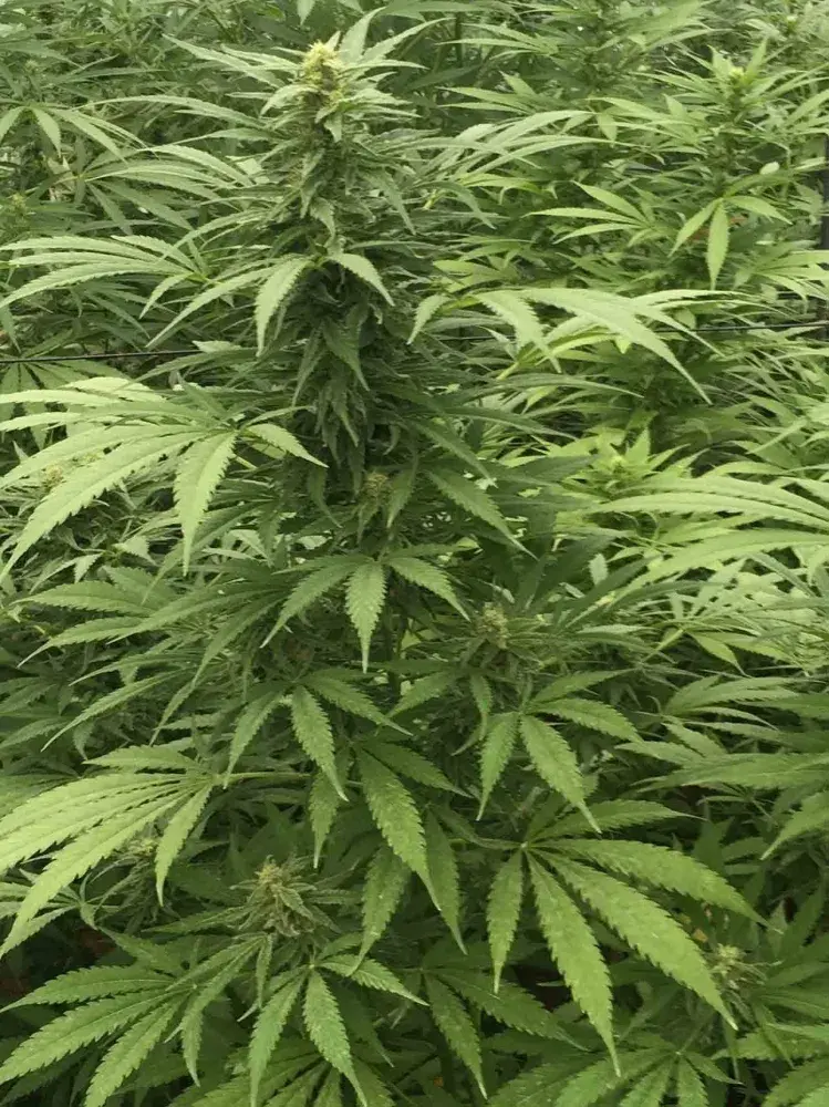 SOUR DIESEL x SCBDX Feminised Cannnabis Seeds