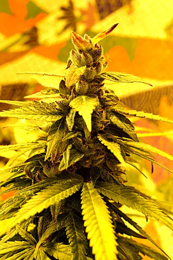 Southern Lights #7 Feminised Cannabis Seeds | Delta 9 Labs