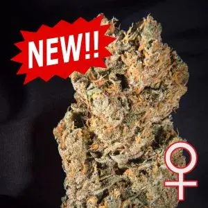 Space Mango Auto Feminised Cannabis Seeds | KC Brains Seeds