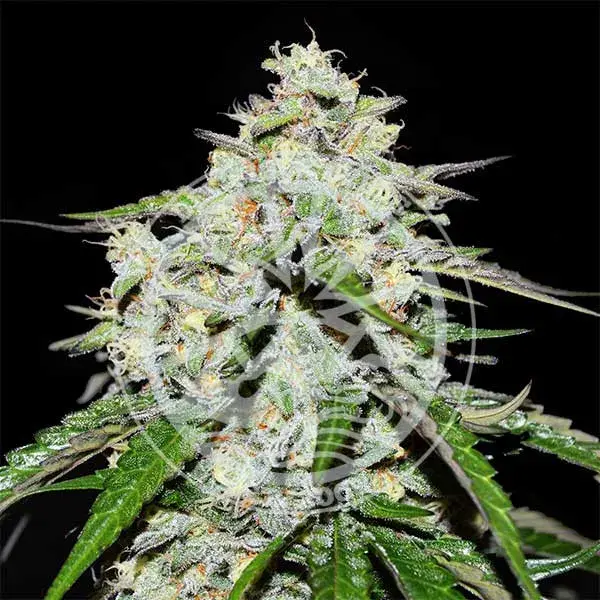 Space Cookies Auto Feminised Cannabis Seeds | Delicious Seeds.