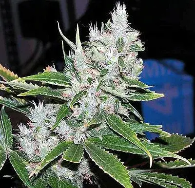 Spice Regular Cannabis Seeds | Mr Nice Seeds