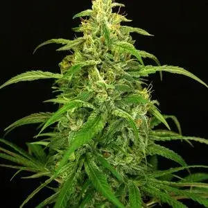 Spicy Bitch Regular Cannabis Seeds