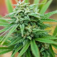 Spliff Cheese Automatic Feminised Cannabis Seeds | Spliff Seeds 
