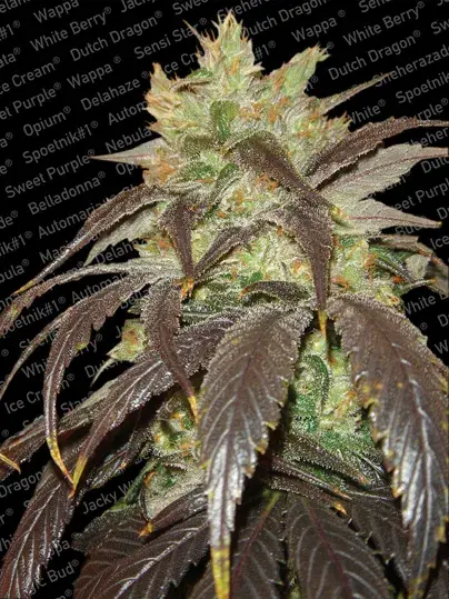 Spoetnik Feminised Cannabis Seeds | Paradise Seeds