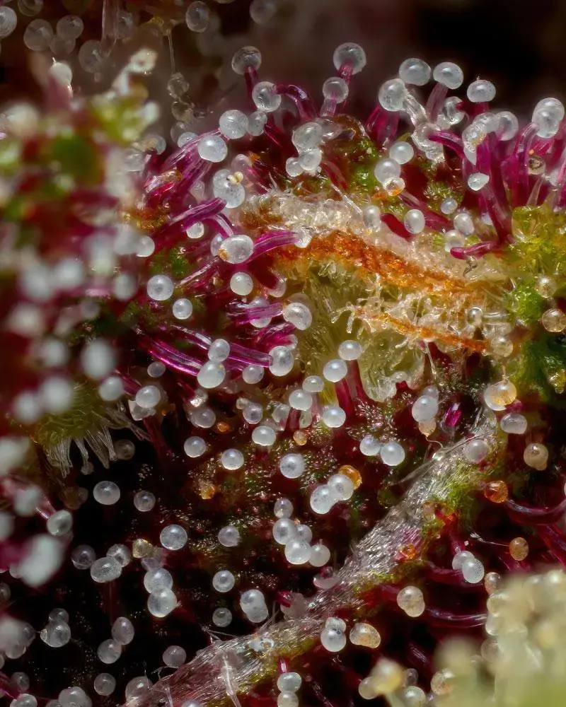 Squirt Auto Feminised Cannabis Seeds - Humboldt Seed Company.